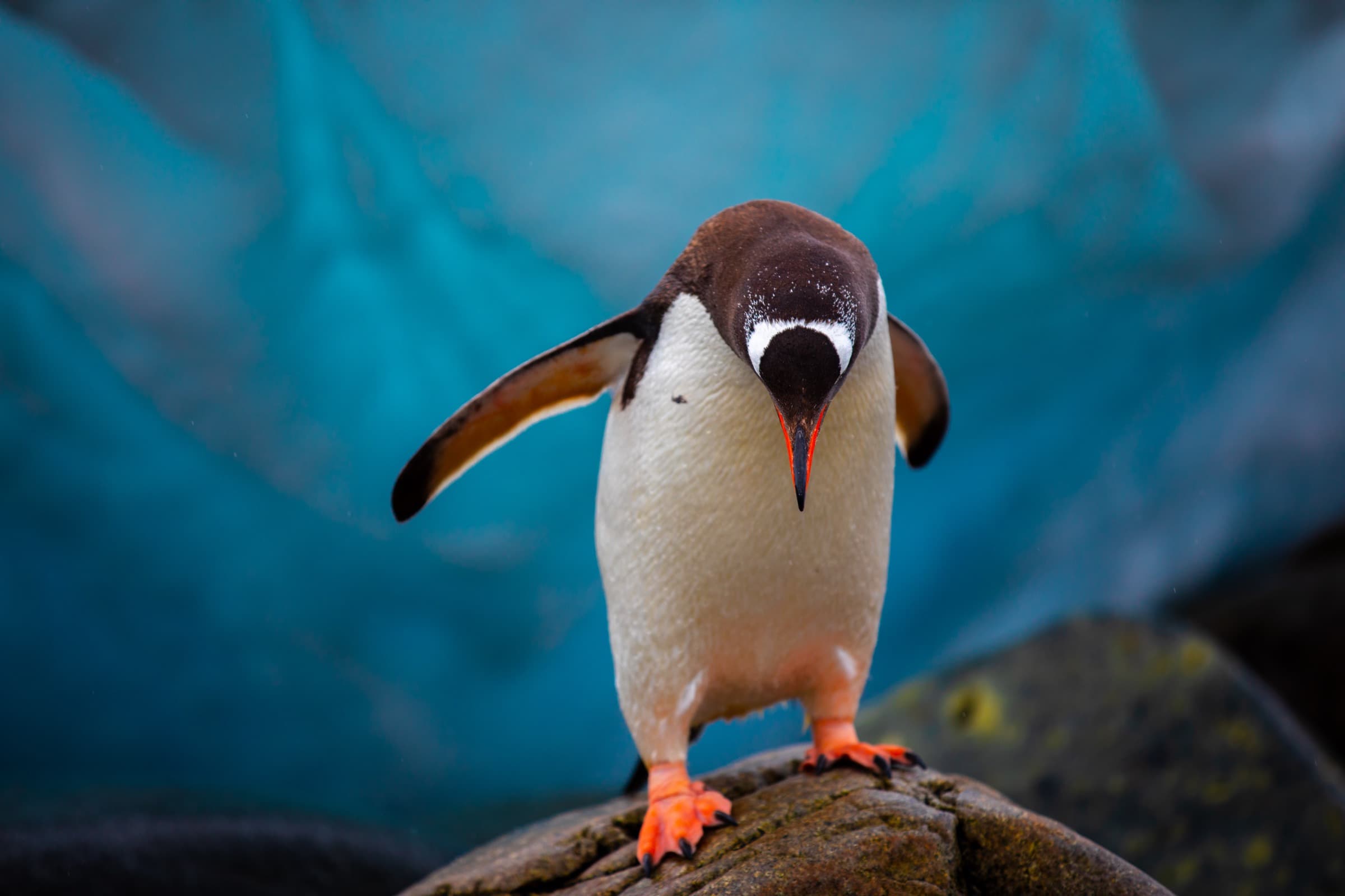 Antarctica